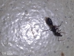 Odontomachus