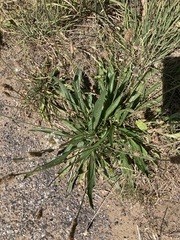 Plantago lanceolata