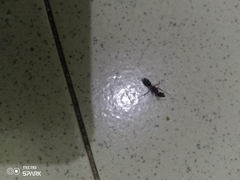 Odontomachus