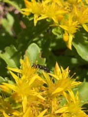 Hylaeus