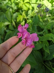 Lathyrus
