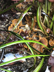 Primavelans insculpta