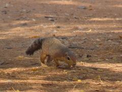 Xerus rutilus