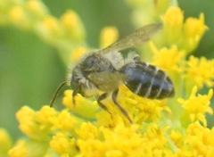 Andrena denticulata