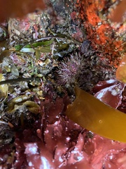 Strongylocentrotus purpuratus