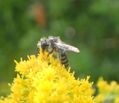Andrena denticulata