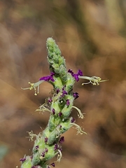 Dalea lanata