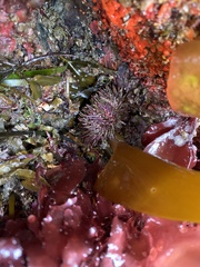 Strongylocentrotus purpuratus