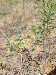 Dalea lanata