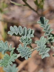 Dalea lanata