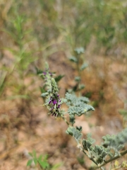 Dalea lanata