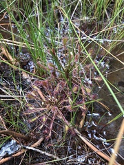 Drosera intermedia