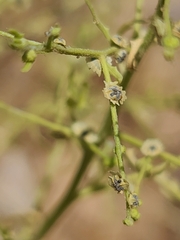 Cycloloma atriplicifolium
