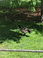 Branta canadensis
