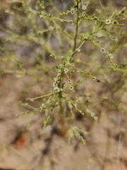 Cycloloma atriplicifolium