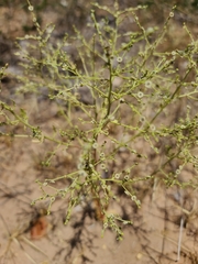 Cycloloma atriplicifolium