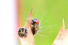 Acronicta radcliffei