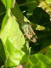 Dichroplus vittigerum