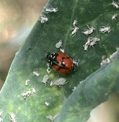 Adalia angulifera