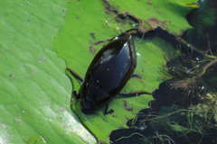 Hydrophilus insularis