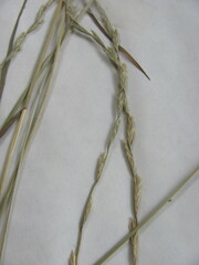 Lolium perenne perenne