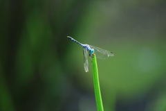 Micrathyria aequalis