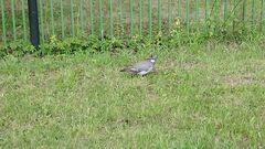 Columba palumbus