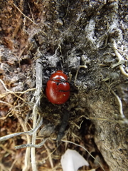 Leptinotarsa rubiginosa