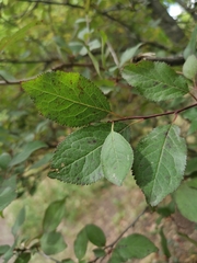 Prunus cerasifera