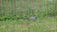 Columba palumbus