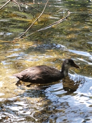 Fulica atra