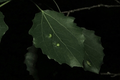 Harmandiola tremulae