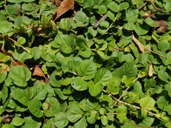 Lysimachia nummularia