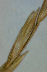 Lolium perenne perenne