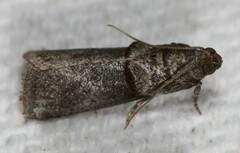 Acrobasis texana