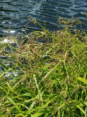 Scirpus sylvaticus