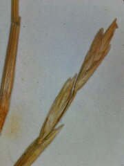 Lolium perenne perenne