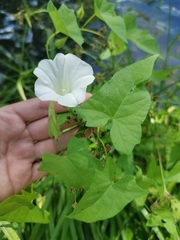 Calystegia sepium