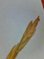 Lolium perenne perenne