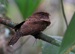 Nyctiphrynus ocellatus