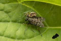 Rhagio punctipennis