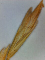 Lolium perenne perenne