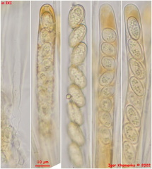 Pseudoboubovia benkertii