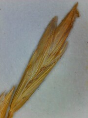Lolium perenne perenne