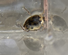 Peltodytes edentulus