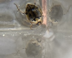 Peltodytes edentulus