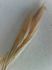 Lolium perenne perenne