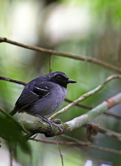Myrmoborus myotherinus