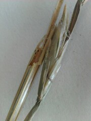 Lolium perenne perenne