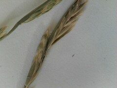 Lolium perenne perenne